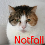 Notfall! Katze Penny wurde lange Zeit misshandelt und sucht über den Tierschutzverein Pechpfoten e.V. geduldige, fürsorgliche Menschen