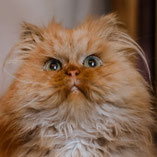 Goliath, verspielter Perserkater hat mit Shiwa zusammen über Pechpfoten e.V. ein neues Zuhause gefunden