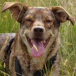 Nach neun Monaten auf einer Pflegestelle hat Aladin über den Wuppertaler Tierschutzverein Pechpfoten e.V. ein tolles Zuhause gefunden.
