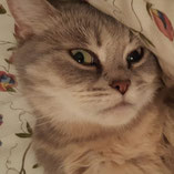 Samtpfote Nelly hat über den Tierschutzverein Pechpfoten e.V. in Wuppertal einen liebevollen Platz gefunden