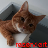 Kater Loki erfolgreich vermittelt über den Tierschutzverein Pechpfoten e.V. in Wuppertal