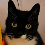 Felix konnte nicht mehr vorsorgt werden und ist dank Pechpfoten e.V. umgezogen