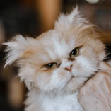 schüchterner Perserkater wartet bei Pechpfoten e.V. in Wuppertal auf Adoption