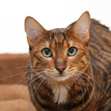 Auch Rassekatzen sind im Tierschutzverein Pechpfoten zu finden. Pinky hat ihr neues Glück bereits gefunden.