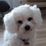 Malteser Leo: Erfolgreich vermittelt vom Wuppertaler Tierschutzverein Pechpfoten e.V.