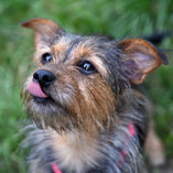 Yorkshire-Mix Hündin Lucy hat über Pechpfoten e.V. ein neues Zuhause gefunden