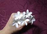 白い小花