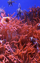 Acquario di Genova 2012