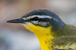 Typ dombrowskii (Motacilla flava 'dombrowskii')