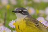 Iberienschafstelze (Motacilla flava iberiae)