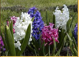 lentebloemen JCLIC (L2-3)