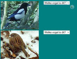 vogels herkennen (L2-3)