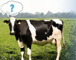 zuivelquiz : w of o ?(L12)