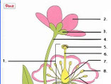 delen van een plant (oef.)