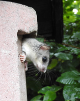 Siebenschläfer "Benny" klettert aus seinem Vogelnistkasten