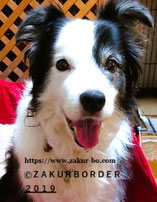 ＺＡＫＵＲＢＯＲＤＥＲ（サクールボーダー）のブログボーダーコリーＭ＆Ｅ２０２５０１０１５使用画像１