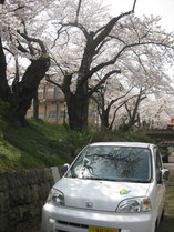 かもめちゃんと学校の桜