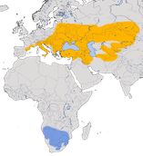 Karte zur Verbreitung des  Schwarzstirnwürgers (Lanius minor)