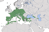 Karte zur Verbreitung des Gartenbaumläufers (Certhia brachydactyla)