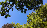 Blick zwischen zwei Bäumen hindurch in den blauen Himmel, entspannend, zur Ruhe kommend, ohne Aufwand, einfach sich treiben lassen