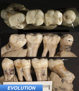 neanderthal teeth dentistry evolution