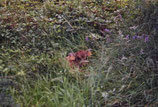 jeune veau Aurochs reconstitué caché au milieu des herbes