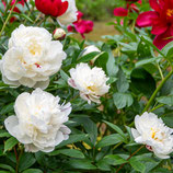 妙法山の芍薬