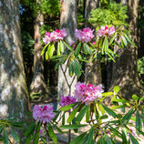 妙法山のホンシャクナゲ　 Rhododendron japonoheptamerum var. hondoense