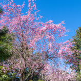 妙法山の枝垂れ桜（シダレザクラ）