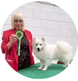 Linda Nesbitt; WJSD; World Japanese Spitz Day; official representative; Northern Ireland; Japanese Spitz; dogs; white dog; Petlinpaws Japanese Spitz kennel; Official representative of World Japanese Spitz Day on Northern Ireland Linda Nesbitt; 