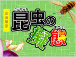 企画展示「昆虫の擬態」