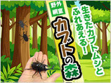 「カブトの森」オープン！