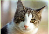 welk lichaamsdeel past bij de poes (OL)