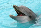 dierengeluiden WWF