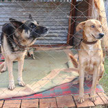 Dogs