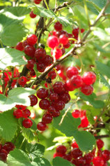 Rote Johannisbeere
