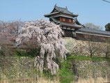奈良で初めに咲く枝垂れ桜
