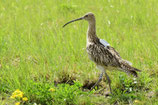 Großer Brachvogel - Foto: G. von Lossow