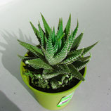 Haworthia fasciata