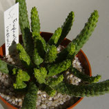 Euphorbia inermis