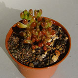 Sedum rubrotinctum