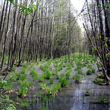 Reisen in den Kampinos Nationalpark Warschau
