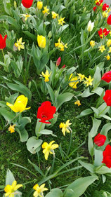Tulpen