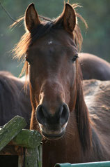 Foto: Pixelio/Elheim