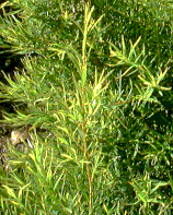 1334 TEA TREE 11 ML
