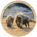 Sous-verre Buffalos