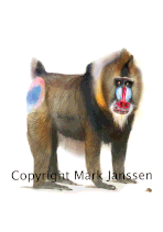 Mandril