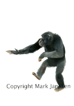 Jealous chimpansee throwing stone