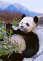 Grosse Panda beim Entspannen
