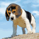 Beagle (Maxi)